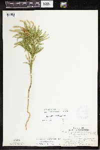 Dendrolycopodium dendroideum image