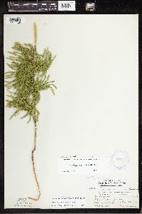 Dendrolycopodium dendroideum image