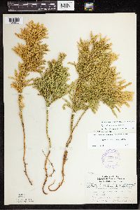 Dendrolycopodium dendroideum image