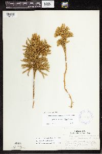Dendrolycopodium dendroideum image