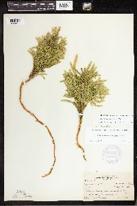 Dendrolycopodium dendroideum image
