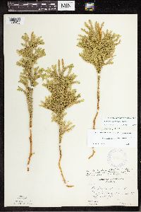 Dendrolycopodium dendroideum image