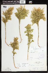 Dendrolycopodium dendroideum image