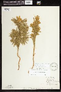 Dendrolycopodium dendroideum image