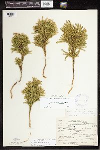 Dendrolycopodium dendroideum image