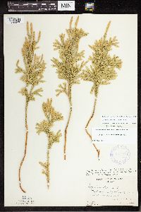 Dendrolycopodium dendroideum image