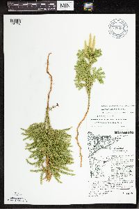 Dendrolycopodium dendroideum image