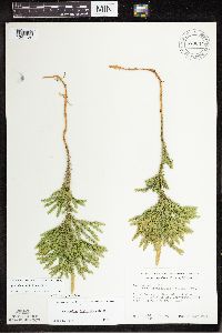 Dendrolycopodium dendroideum image