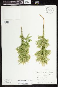 Dendrolycopodium dendroideum image