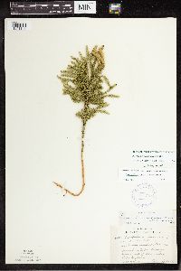 Dendrolycopodium dendroideum image