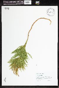 Dendrolycopodium hickeyi image