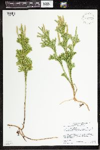 Dendrolycopodium hickeyi image