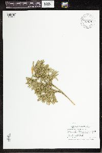 Media resource of Lycopodium obscurum