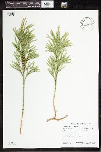 Dendrolycopodium hickeyi image