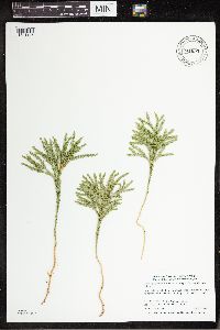 Dendrolycopodium hickeyi image