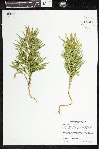Dendrolycopodium hickeyi image