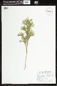 Dendrolycopodium hickeyi image