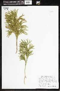 Dendrolycopodium hickeyi image