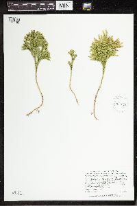 Dendrolycopodium hickeyi image