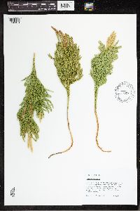 Dendrolycopodium hickeyi image