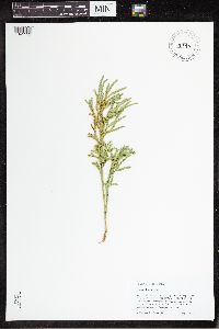Dendrolycopodium hickeyi image