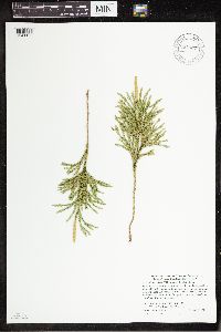 Dendrolycopodium hickeyi image