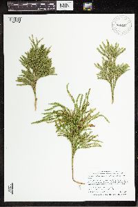Dendrolycopodium hickeyi image