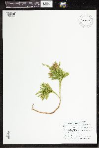 Dendrolycopodium hickeyi image