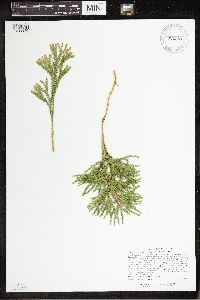 Dendrolycopodium hickeyi image