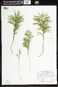 Dendrolycopodium hickeyi image