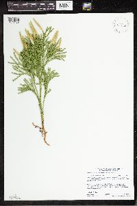 Dendrolycopodium hickeyi image