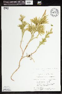 Dendrolycopodium hickeyi image