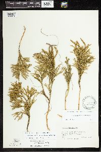 Dendrolycopodium hickeyi image