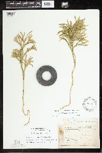 Dendrolycopodium hickeyi image