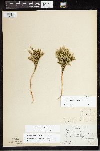 Dendrolycopodium hickeyi image