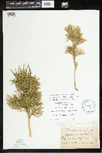 Dendrolycopodium hickeyi image