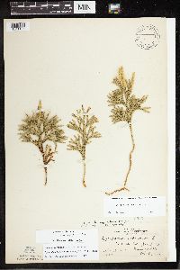 Dendrolycopodium hickeyi image
