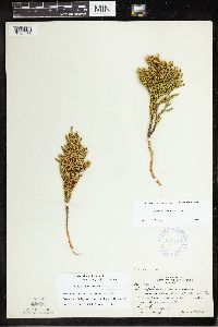 Dendrolycopodium hickeyi image