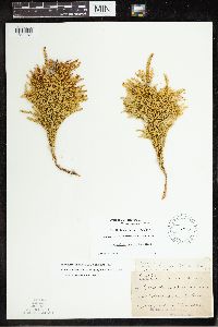 Dendrolycopodium hickeyi image
