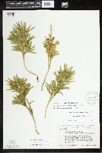 Dendrolycopodium hickeyi image
