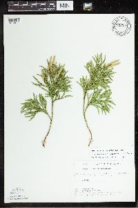 Dendrolycopodium hickeyi image