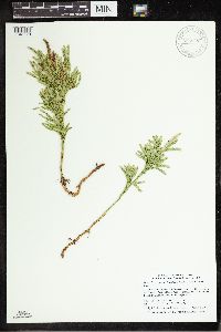 Dendrolycopodium hickeyi image
