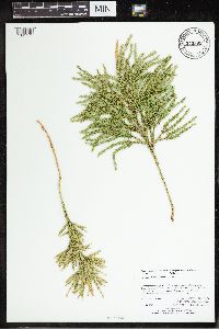 Dendrolycopodium hickeyi image