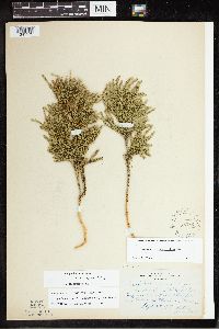 Dendrolycopodium hickeyi image