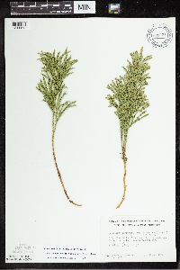Dendrolycopodium hickeyi image