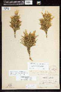 Dendrolycopodium hickeyi image