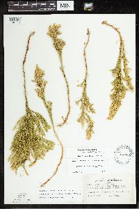 Dendrolycopodium hickeyi image