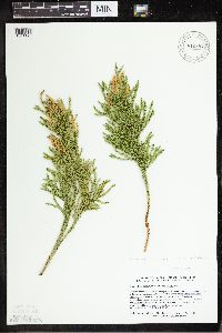 Dendrolycopodium hickeyi image
