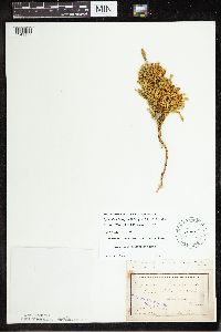 Dendrolycopodium hickeyi image
