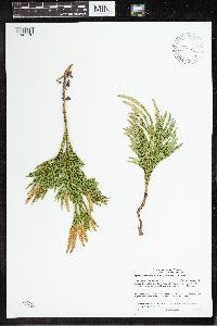 Dendrolycopodium hickeyi image